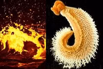 Động vật được trao danh hiệu sinh vật chịu nóng tốt nhất thế giới