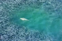 Xem khoảnh khắc cá mập săn mồi được ghi lại từ trên cao