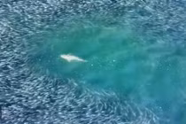 Xem khoảnh khắc cá mập săn mồi được ghi lại từ trên cao