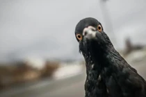 Cố tình tông chết chim bồ câu, tài xế taxi bị bắt