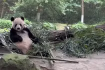 Thích thú xem gấu trúc tinh nghịch lè lưỡi trêu đùa du khách