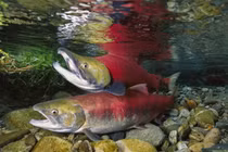 Loài vật duy nhất khiến Trái đất rung chuyển mỗi lần “ân ái“