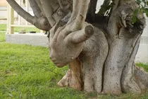 Những cây có hình thù kỳ dị: Cây như quái vật, cây như ác quỷ