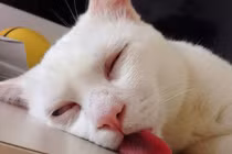 Tại sao loài mèo luôn lạnh lùng nhưng con sen vẫn mê tít? 