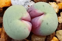 Loài cây có hình dạng giống “đôi môi kiều nữ” ai cũng yêu