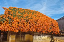 “Sống ảo” bên ngôi nhà phủ đầy hoa xác pháo ở Bảo Lộc