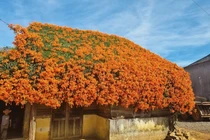 “Sống ảo” bên ngôi nhà phủ đầy hoa xác pháo ở Bảo Lộc