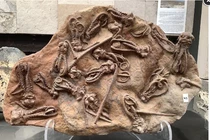 Giải mã hóa thạch “người ngoài hành tinh” 280 triệu năm tuổi