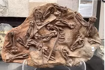 Giải mã hóa thạch “người ngoài hành tinh” 280 triệu năm tuổi