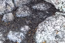 “Mưa sâu róm” ở Thổ Nhĩ Kỳ sau thảm họa động đất gây hoang mang