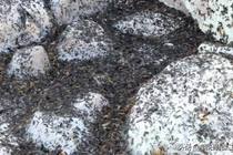 “Mưa sâu róm” ở Thổ Nhĩ Kỳ sau thảm họa động đất gây hoang mang