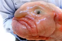 Loài động vật xấu xí nhất thế giới khiến nhiều người ám ảnh