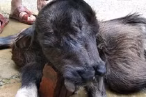 Kỳ lạ nghé con mới đẻ có 8 chân, 2 miệng và 3 mắt