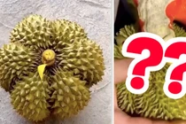 Quả sầu riêng trong hình dáng một bông hoa gây ngỡ ngàng