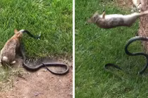 Thỏ mẹ điên cuồng tấn công rắn độc bảo vệ đàn con