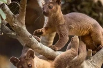 Sững sờ loài động vật có khả năng giao phối đến 8 giờ