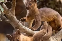 Sững sờ loài động vật có khả năng giao phối đến 8 giờ