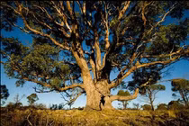 Bí ẩn loại cây trổ ra “vàng”, trồng đầy ở Việt Nam