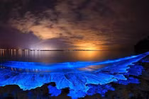 Kỳ ảo “Bữa tiệc ánh sáng” trên biển do tảo phát quang