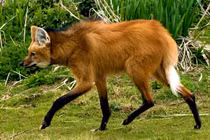 Đem chó con bị bỏ rơi về nuôi, ai ngờ lại là sói hiếm