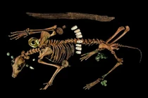 Bật mộ cổ, phát hiện bí ẩn về lễ hiến tế rùng rợn người Aztec