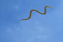 Kỳ lạ loài rắn biết bay phổ biến ở Việt Nam