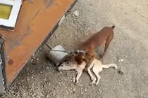 Chú chó tuyệt vọng đánh thức bạn, diễn biến tiếp theo cười "xỉu"