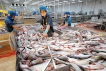 Cổ phiếu tăng thần tốc, Thủy sản Hùng Vương muốn bán 5 triệu cổ phiếu quỹ