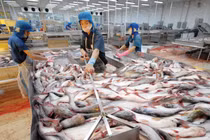 Cổ phiếu tăng thần tốc, Thủy sản Hùng Vương muốn bán 5 triệu cổ phiếu quỹ