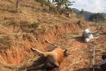  Điều tra nguyên nhân đàn bò 11 con thả rông bị chết