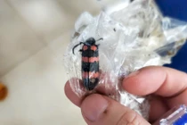 Ăn 10 con sâu ban miêu, một thanh niên ở Gia Lai tử vong