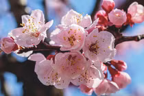 Từ 26 Âm lịch, 3 con giáp làm ăn hốt bạc, phú quý giàu sang