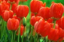 Người sinh vào 3 tháng Âm lịch này, hưởng trọn may mắn, phúc lộc