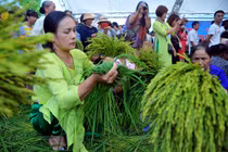 Làng cốm Mễ Trì có mất danh hiệu làng nghề truyền thống?