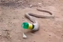 Háu ăn, rắn hổ mang nuốt phải chai nhựa rồi quằn quại nôn ra 