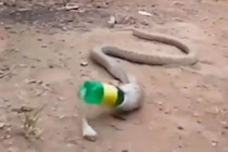 Háu ăn, rắn hổ mang nuốt phải chai nhựa rồi quằn quại nôn ra 