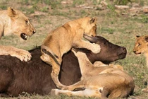 Clip: Trâu rừng chết thảm vì bị sư tử dạy con săn mồi