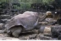 Top 5 loài động vật có tuổi thọ cao nhất