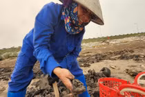 Vất vả nghề còng lưng đi mót "lộc” biển ở Nam Định