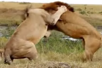 Clip: Màn hỗn chiến đẫm máu của “lãnh chúa vùng đồng cỏ” 