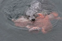 Hải cẩu thoát chết ngoạn mục dù bị bạch tuộc khổng lồ quấn chặt