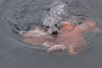 Hải cẩu thoát chết ngoạn mục dù bị bạch tuộc khổng lồ quấn chặt