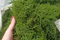 Món rau lạ trên rừng về thủ đô, 200 nghìn/kg vẫn "cháy hàng"