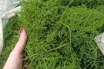 Món rau lạ trên rừng về thủ đô, 200 nghìn/kg vẫn "cháy hàng"