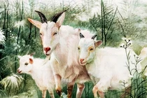 Từ tháng 10 tới cuối năm 2021: Top con giáp hết đen, giàu lên bất chấp 