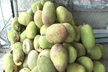 Một tháng 5 lần giảm giá, mít Thái chất đống rẻ chưa từng có