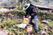 Đặc sản cao nguyên đá: Mật ong bạc hà xịn, tiền triệu vẫn khó mua