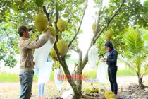 Trồng mít gì ra nhiều trái nứt cả cây, ai cũng chê bán giá rẻ mà vẫn đút túi 4 tỷ/năm