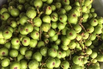 Loại quả ở quê để rụng đầy ao, lên Hà Nội muốn mua cũng khó