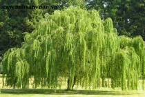 6 loại cây xua tan lộc khí, tuyệt đối không trồng trước cửa nhà